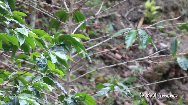 Orange-billed Nightingale-Thrush (Gray-headed) - ML201105881