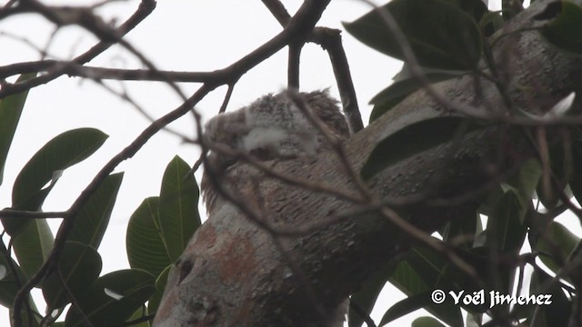 Great Potoo - ML201105901