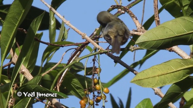 Slaty Flowerpiercer - ML201105921