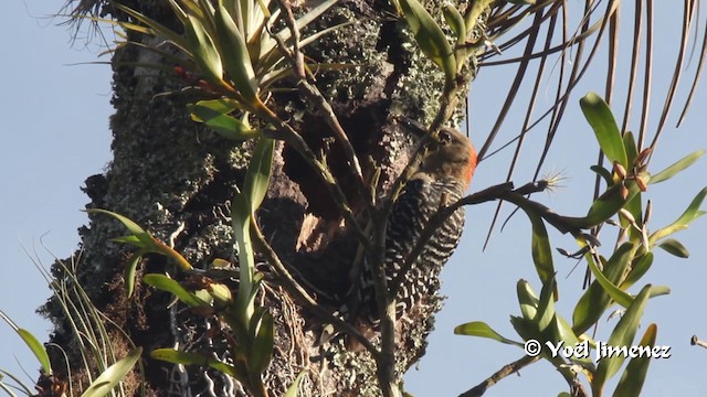 Red-crowned Woodpecker - ML201105931