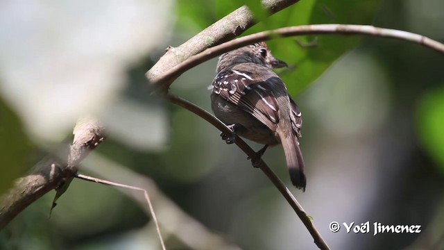 Black-crowned Antshrike - ML201105951