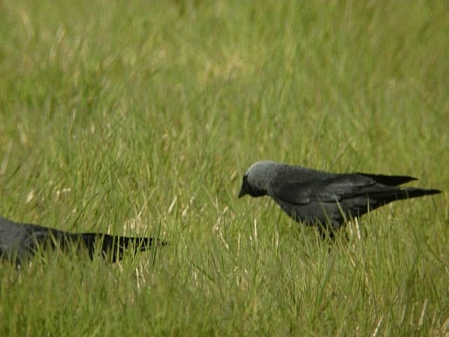 Eurasian Jackdaw - ML201105971