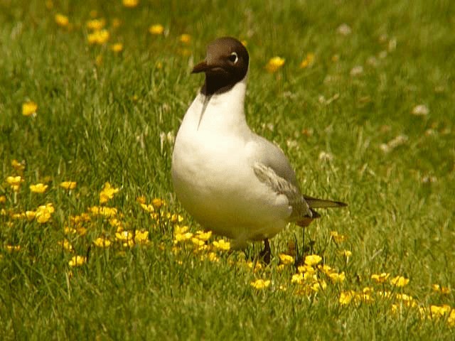 Black-headed Gull - ML201106051