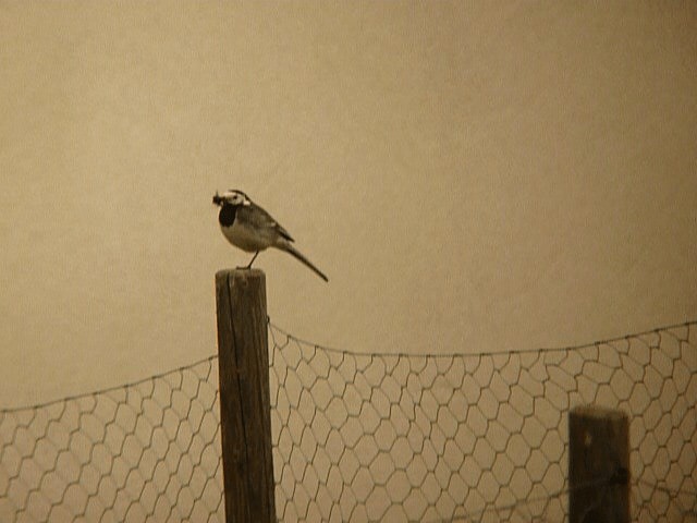 White Wagtail (British) - ML201106061