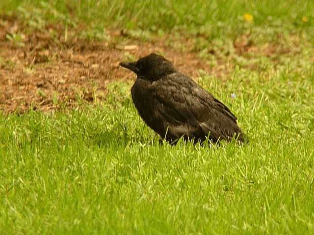 Carrion Crow - ML201106071