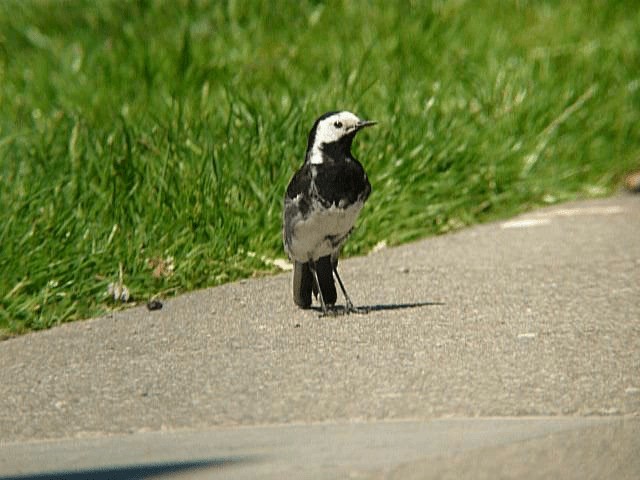 Белая трясогузка (yarrellii) - ML201106081