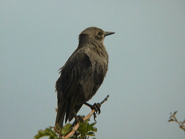 European Starling - ML201106101