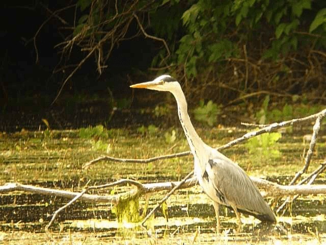 Gray Heron (Gray) - ML201106131