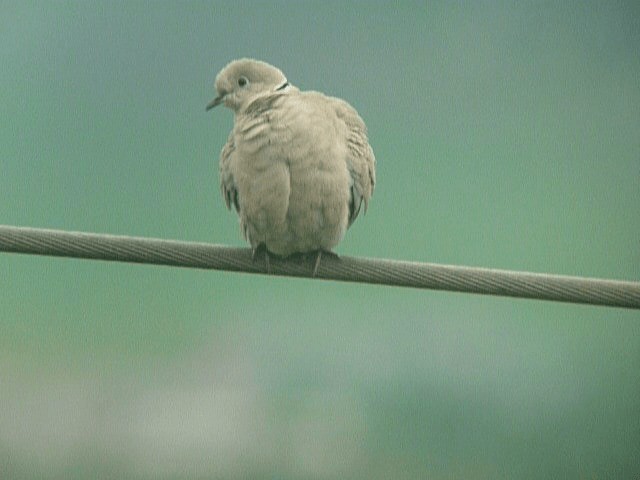 Eurasian Collared-Dove - ML201106141