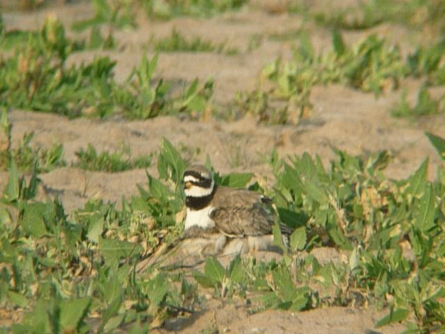 Common Ringed Plover - ML201106151