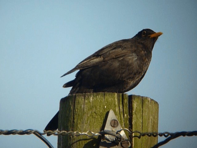 Eurasian Blackbird - ML201106171