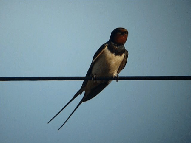 Barn Swallow (White-bellied) - ML201106181