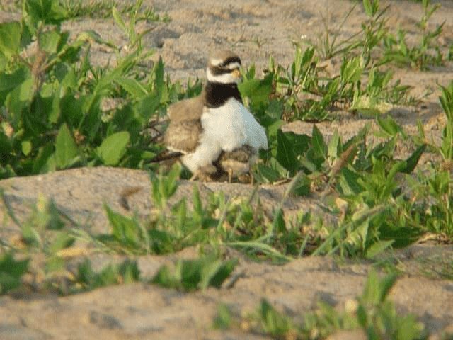 Common Ringed Plover - ML201106191