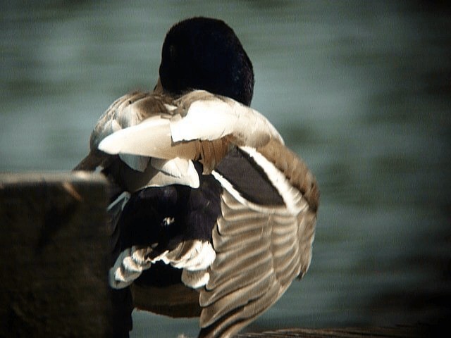 Mallard (Domestic type) - ML201106201