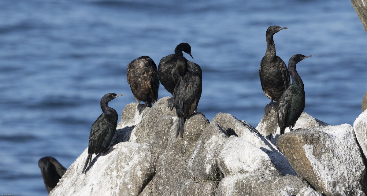Pelagic Cormorant - Brian Sullivan