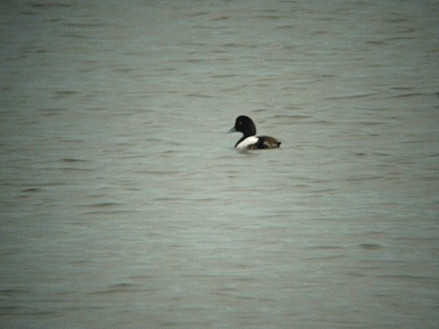 Greater Scaup - ML201106251