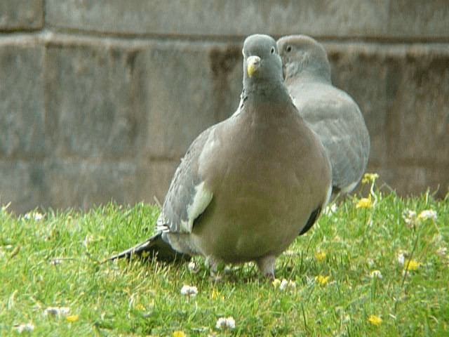 Pigeon ramier (groupe palumbus) - ML201106301