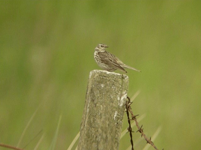 Meadow Pipit - ML201106311