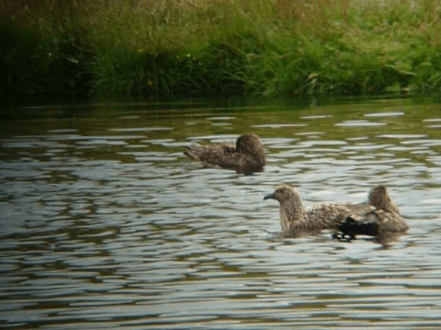 Great Skua - ML201106321