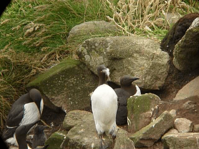 Guillemot marmette - ML201106331