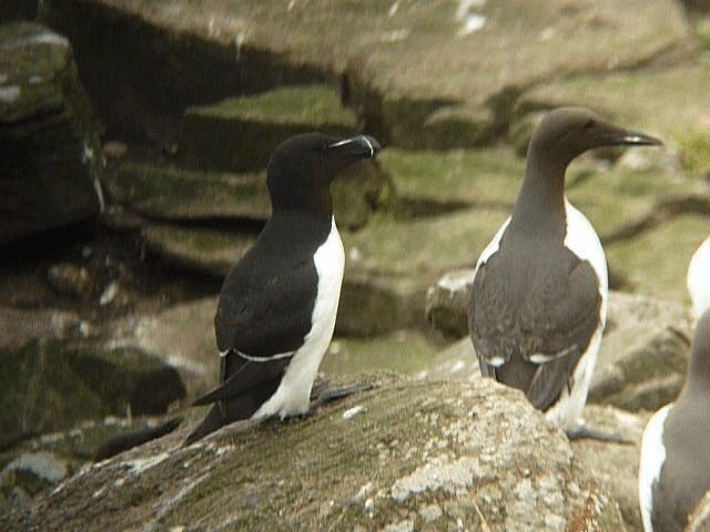 Razorbill - ML201106341