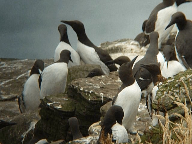 Guillemot marmette - ML201106351