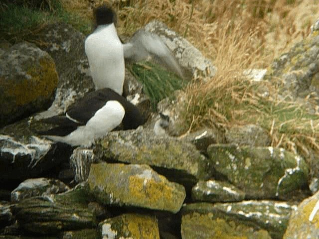 Razorbill - ML201106361