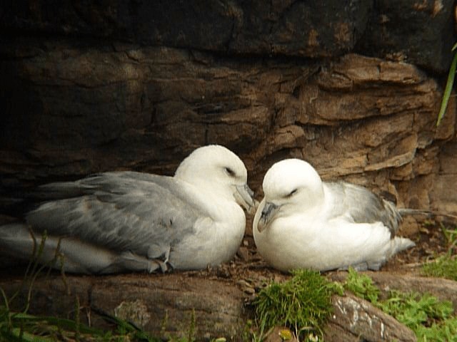 Northern Fulmar - ML201106371