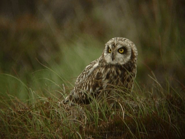 Short-eared Owl (Northern) - ML201106381