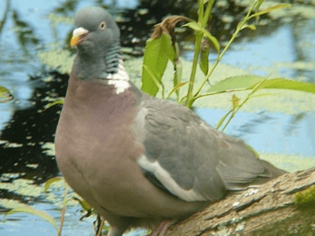 Pigeon ramier (groupe palumbus) - ML201106401