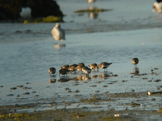 Dunlin (schinzii) - ML201106411