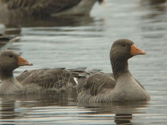 Graylag Goose (European) - ML201106471