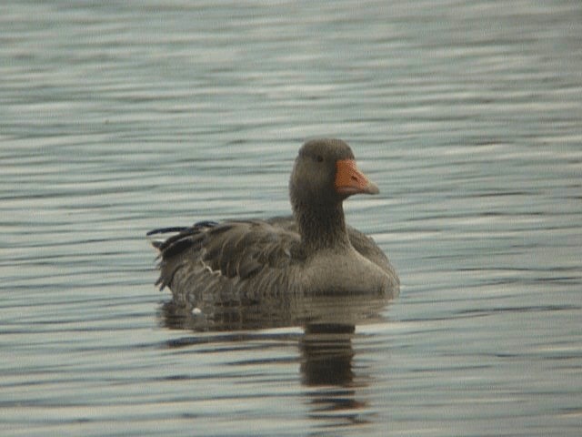 Graylag Goose (European) - ML201106481