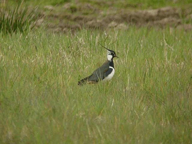 Northern Lapwing - ML201106491