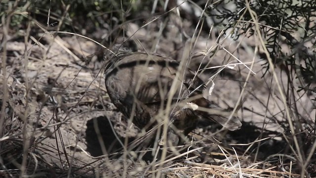 skjeggturka - ML201106511