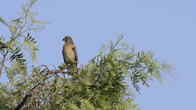 chileplanteklipper - ML201106521