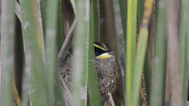 Vielfarben-Tachurityrann - ML201106531