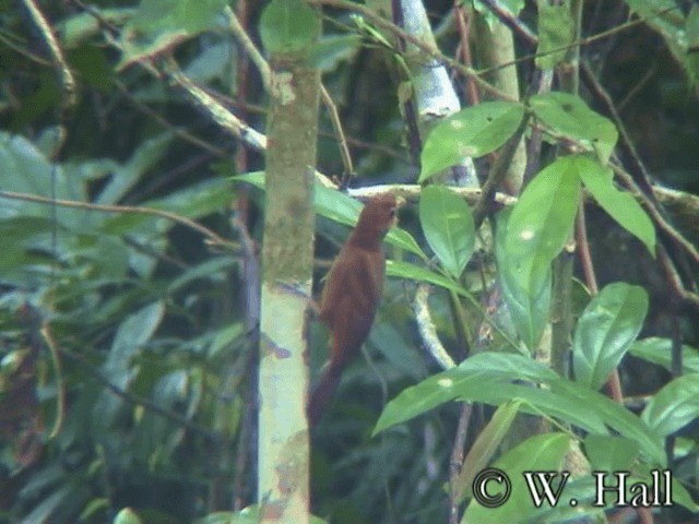 Ruddy Woodcreeper - ML201106571