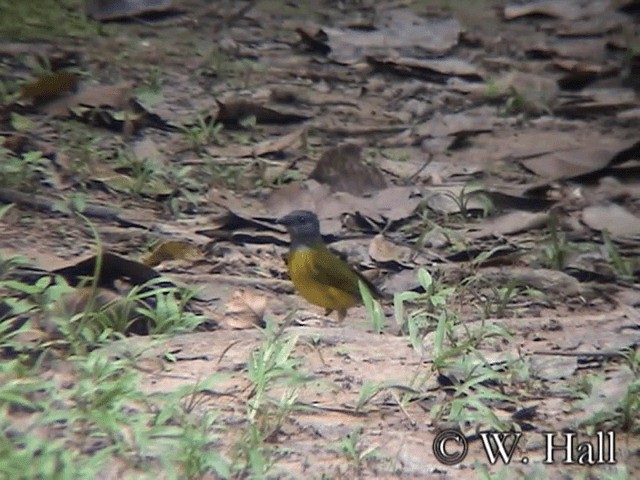 Tangara Cabecigrís (grupo spodocephalus) - ML201106581