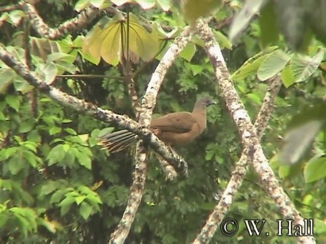 Plain Chachalaca - ML201106611