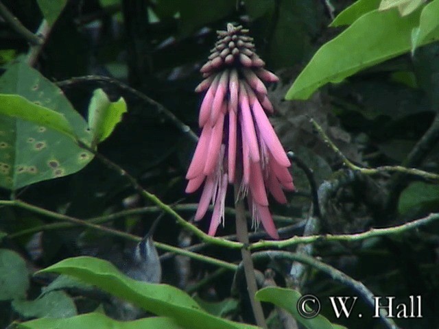 Long-billed Hermit (Central American) - ML201106621