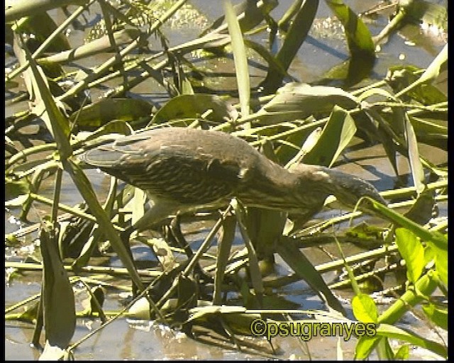 Garcilla Azulada (striata) - ML201106721