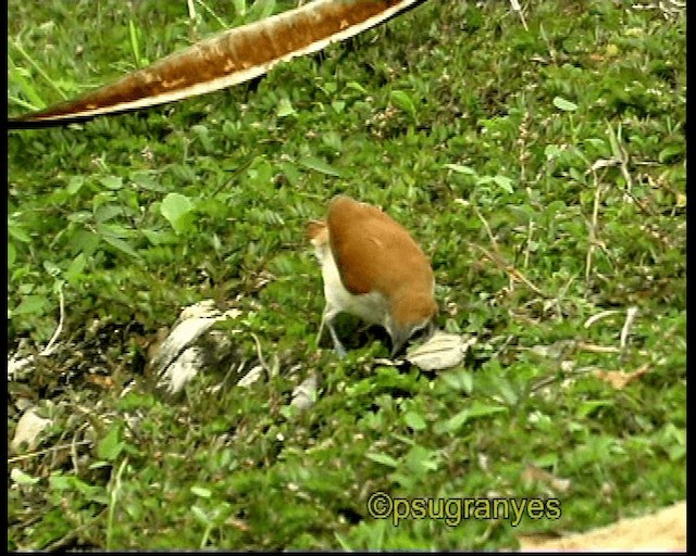 Bicolored Wren - ML201106761