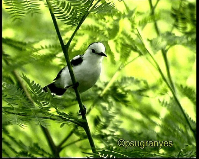 Pied Water-Tyrant - ML201106771