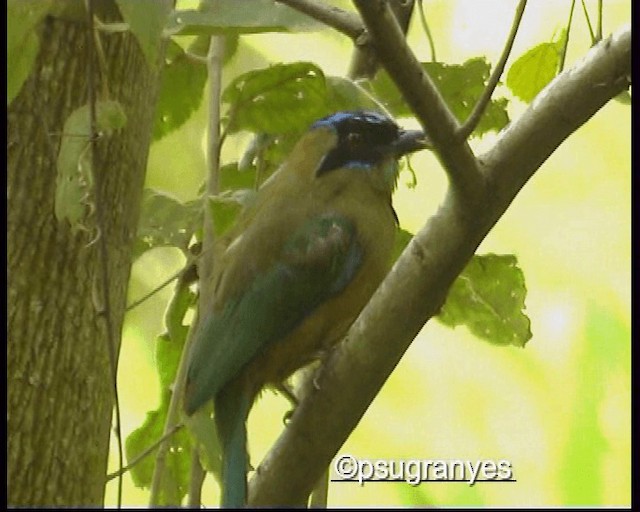 Whooping Motmot (Whooping) - ML201106871