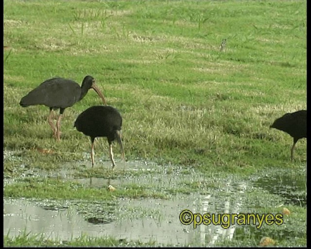 Nacktzügelibis - ML201106911