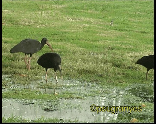 Bare-faced Ibis - ML201106911