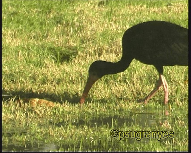 Bare-faced Ibis - ML201106921