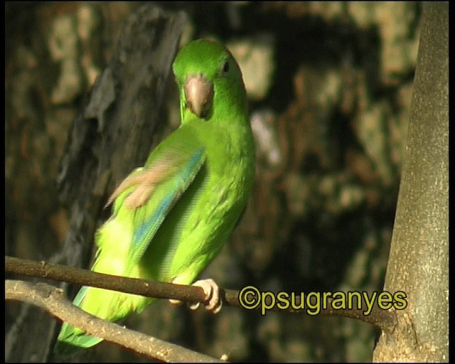Очковый воробьиный попугайчик - ML201107171