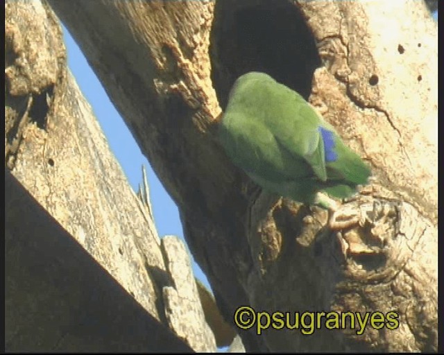 アオメルリハシインコ - ML201107361